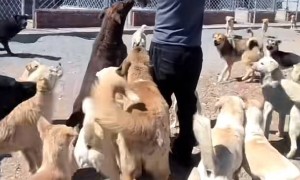 河北承德土犬因霸气走红被称“最强阿尔法”，主人：养了一百多只狗，它打架打成了狗王